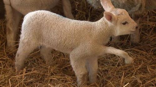 zc7h爆料视频小羊 第2张 zc7h爆料视频小羊 第2张